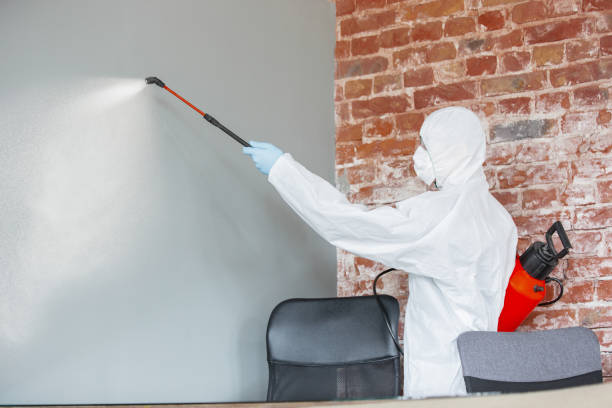Best Black Mold Removal  in Kingsport, TN