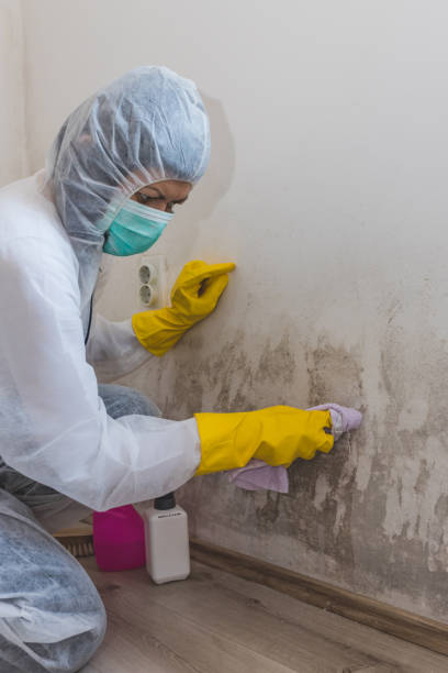 Best Airborne Mold Testing  in Kingsport, TN