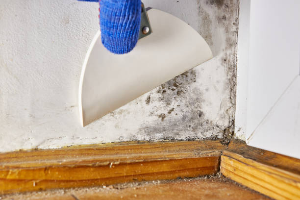 Best Post-Construction Mold Inspection  in Kingsport, TN